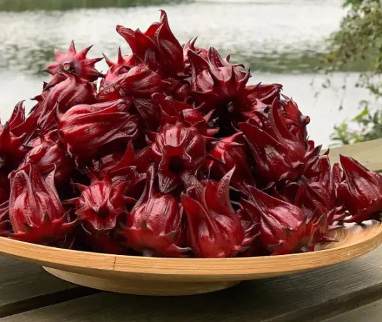 洛神花怎么留种子