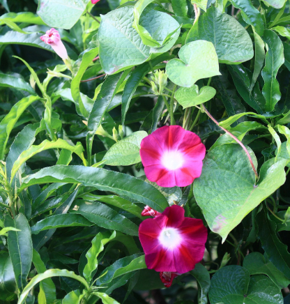 牵牛花怎么种植