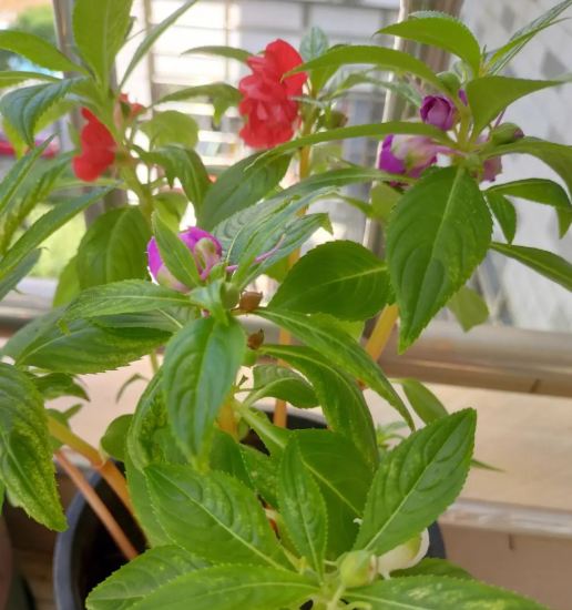 凤仙花是什么时候开的