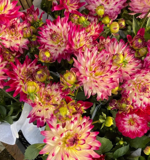 小丽花种球繁殖方法