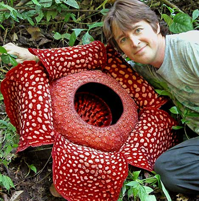 饥荒食人花养殖