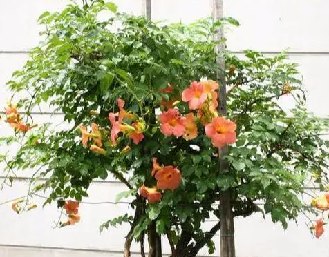 老桩凌霄花盆景如何养护呢