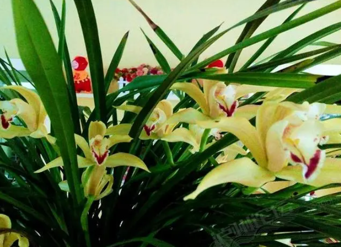 青云直上花叶子发黄干枯怎么办呢