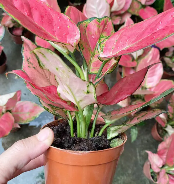 如意花用什么土最好