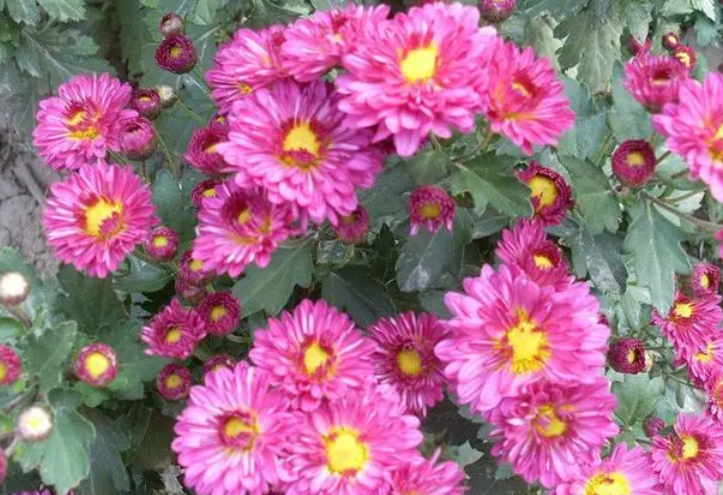 什么菊花四季开花