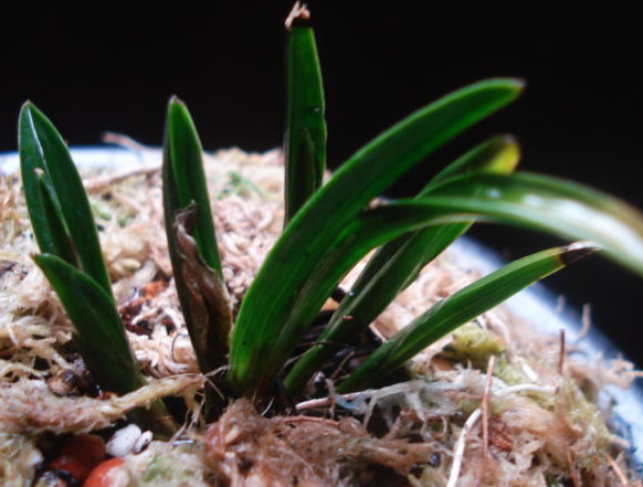 兰花矮种是怎样形成的