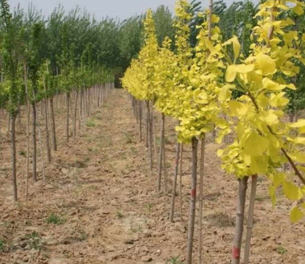 银杏树几月份移栽好一些