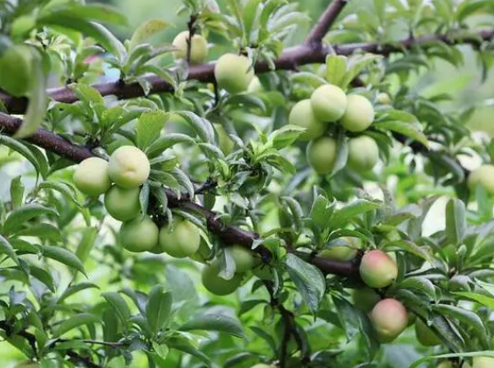 家里种李子树的禁忌