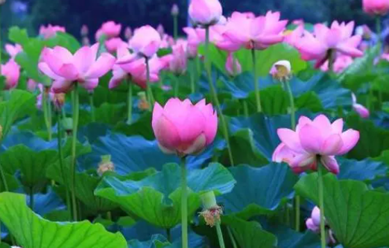 莲花几月开花哪个季节
