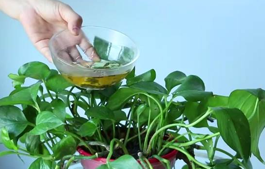 隔夜茶水可以浇花不