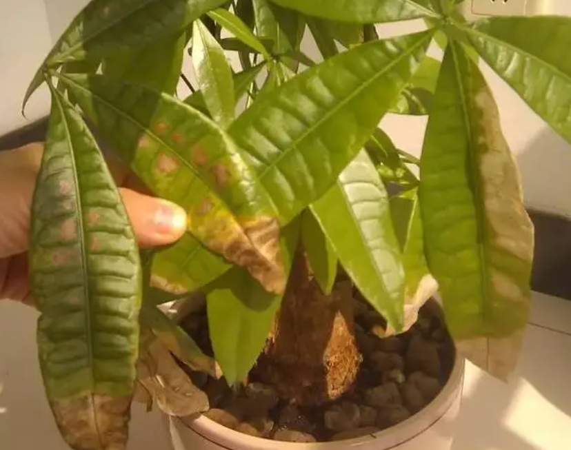 发财树叶子黄了怎么补救