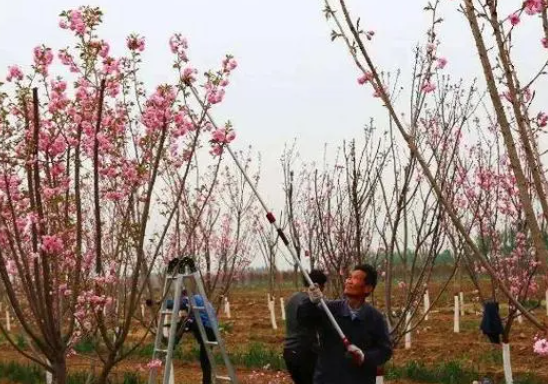 樱花修剪技术要点