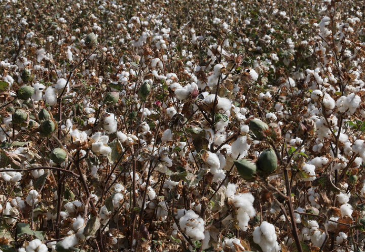 收棉花是什么季节