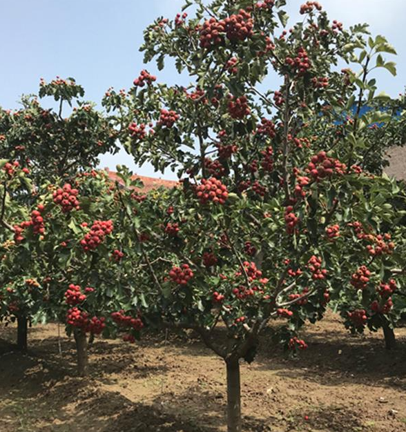 山楂树适合什么地方种植