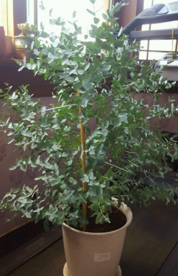 尤加利树怎么养