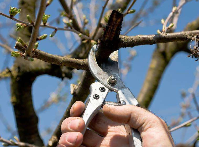 樱桃树夏季怎么修剪