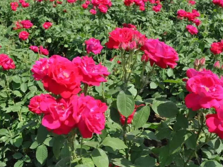 玫瑰花的最佳种植时间