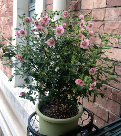 木槿花盆栽冬天开花吗