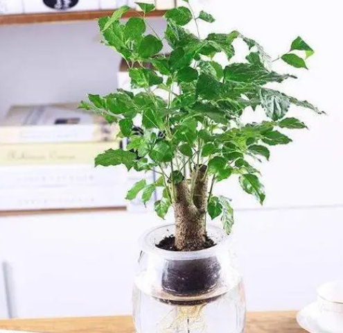 水养幸福树如何养得茂盛吗