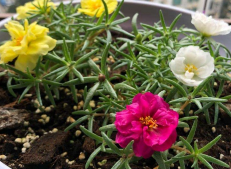 太阳花水养根几天能生根