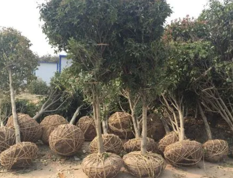 桂花树最佳移栽时间