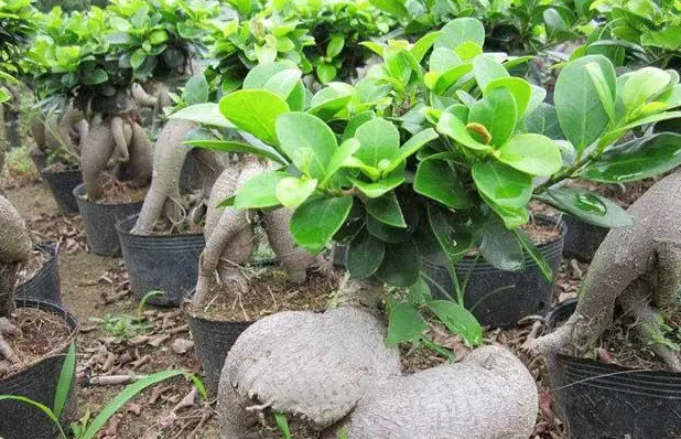 榕树可以扦插繁殖吗