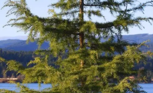 松树施肥正确方法是什么呢