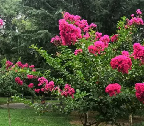 紫薇树特征和生活环境如何