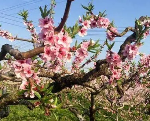 桃树的浇水注意事项是什么呢