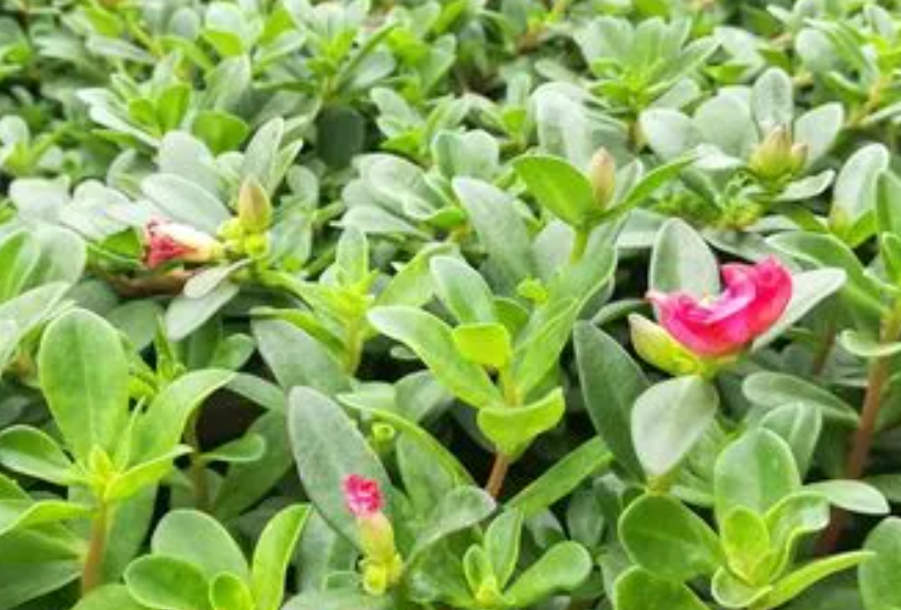 马齿苋花怎么种植呢