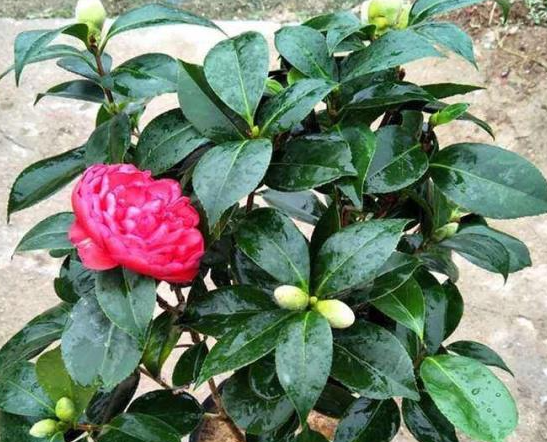 茶花的修剪方法和注意事项是什么呢