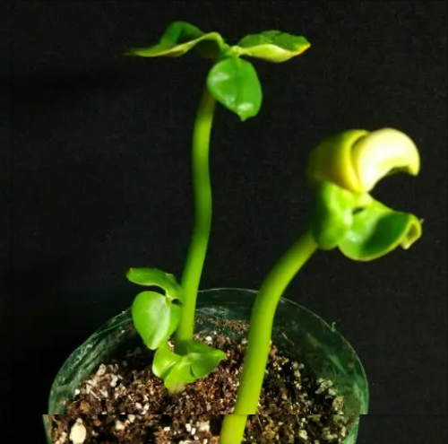 发财树种子刚发芽可以移栽吗