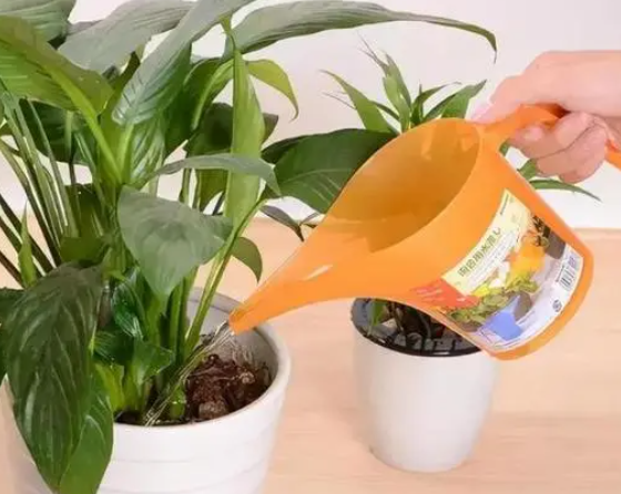 生根粉可以经常浇花吗