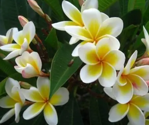 扦插鸡蛋花几年开花