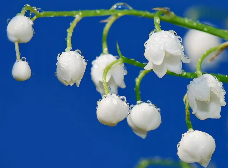 铃兰花的养殖方法和注意事项是什么呢