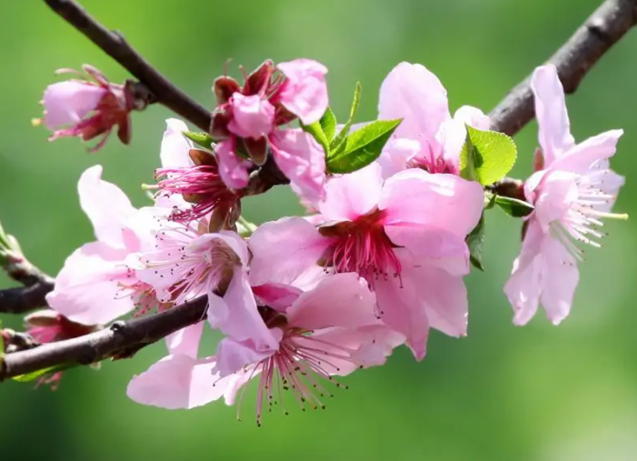 桃树移栽时间和方法是什么呢