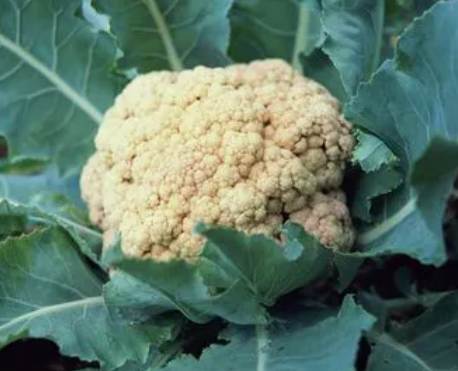 花菜是怎么传播种子的