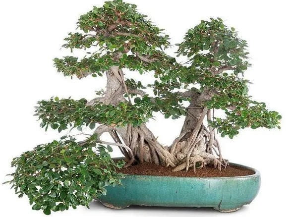 榕树盆景如何浇水呢