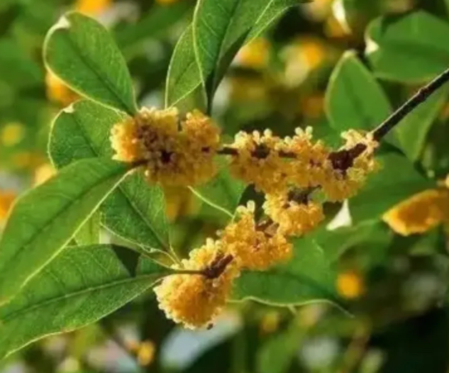 北京为什么没有桂花树