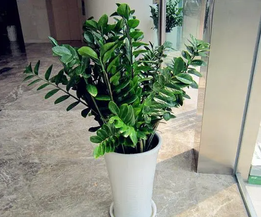 金钱树喜阳光还是喜阴