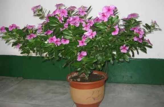 四季梅花怎么养