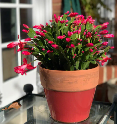 蟹爪兰这个花怎么栽