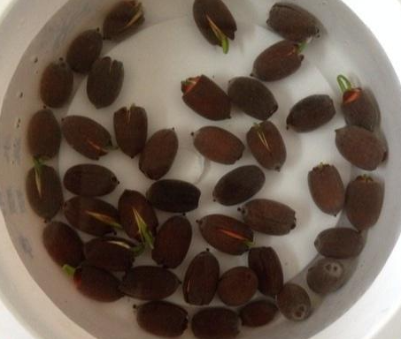 荷花种子发芽后必须种泥里吗