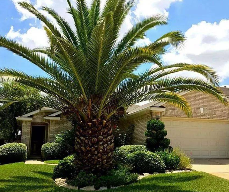 家里院子栽棕榈树好不好呢