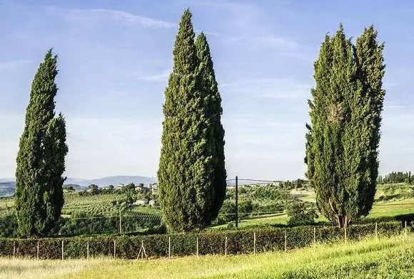 家里面能不能种柏树