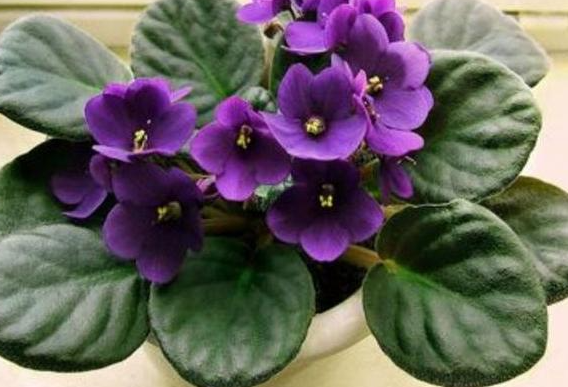紫罗兰养花技巧