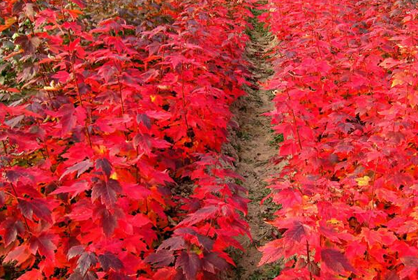 红枫树怎样施肥正确