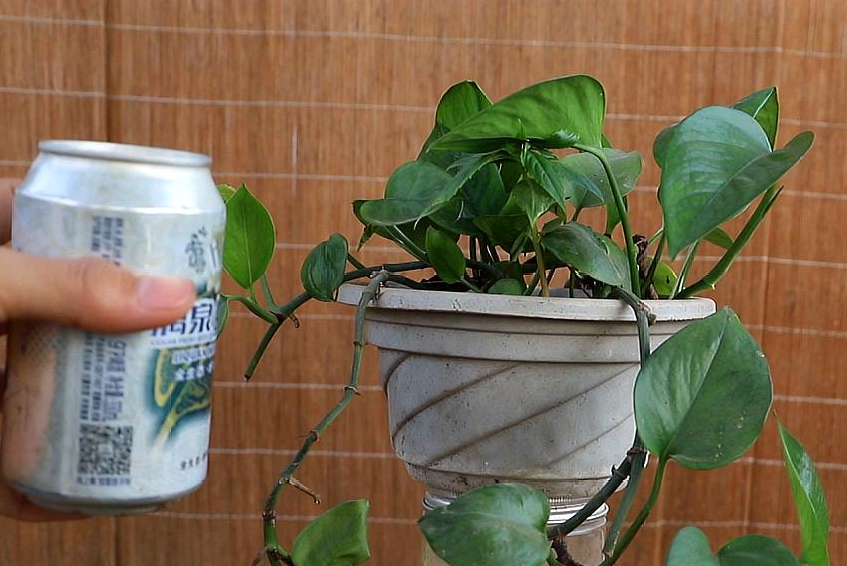 啤酒兑水可以浇哪些花