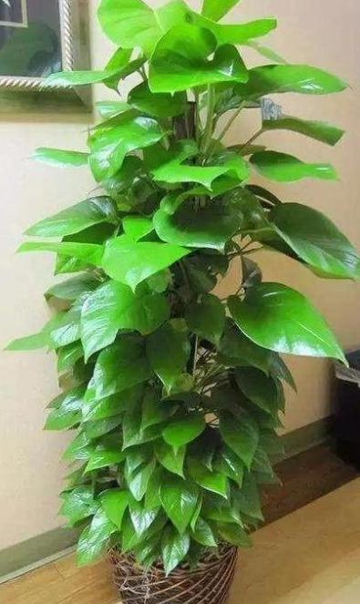 绿萝柱怎么固定在花盆里