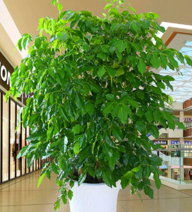 幸福树适宜温度是多少